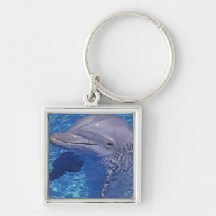 Porte-clés Dauphin en voie d'ébullition, Truncatus Tursiops