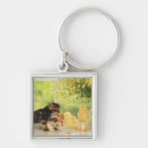 Porte-clés Deux chatons et deux poussins jouant, vue de face,