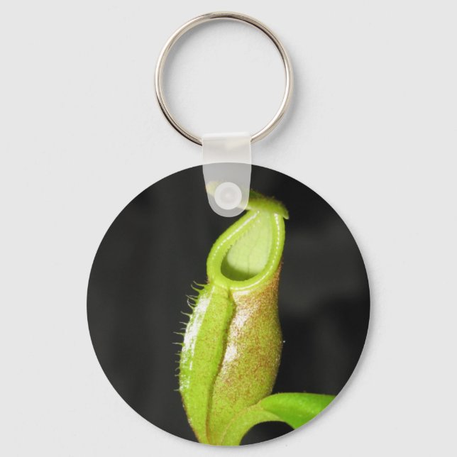 Porte-clés diatas de Nepenthes (Recto)