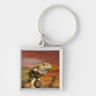 Porte-clés Dragon barbu (Pogona Vitticeps) sur la branche,
