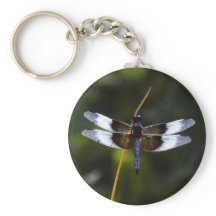 Dragonfly de la veuve masculine