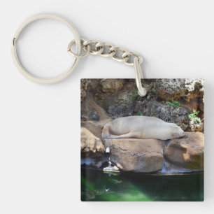 Porte-clés Drôle Lion De Mer Blanche Dormir Sur Les Rochers,