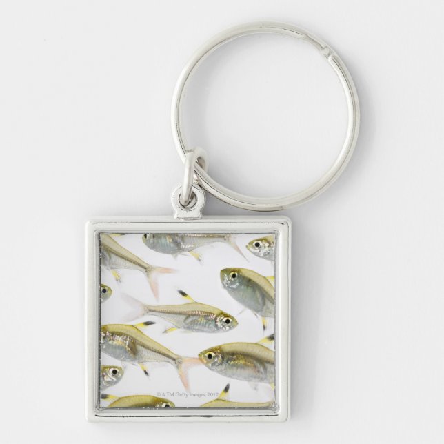 Porte-clés École de tétra poissons de rayon X (Pristella (Devant)