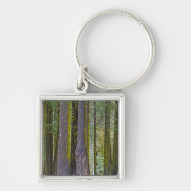 Porte-clés États-Unis, Californie. Troncs d'arbre recouverts  (Devant)