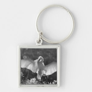 Porte-clés États-Unis, Floride, Grande Aigrette (Ardea alba)