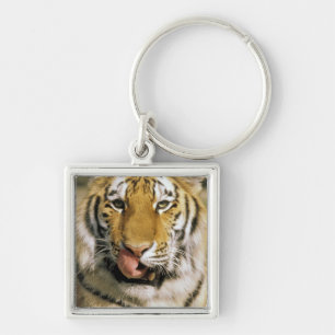 Porte-clés États-Unis, Michigan, Détroit. Zoo de Détroit, tig