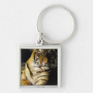 Porte-clés États-Unis, Michigan, Détroit. Zoo de Détroit, tig
