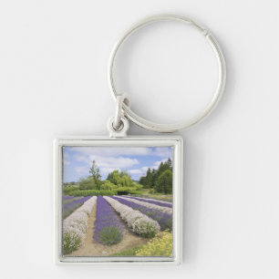 Porte-clés États-Unis, WA, Sequim, Purple Haze Lavender Farm