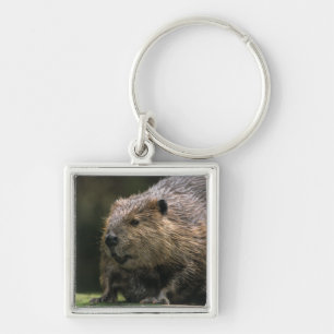 Porte-clés États-Unis, Washington, Northwest Trek. Beaver