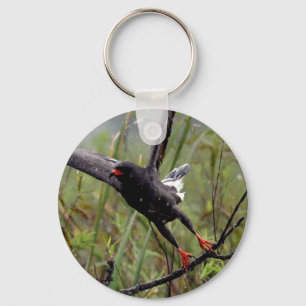 Porte-clés Everglades Snail Kite #1 keychain