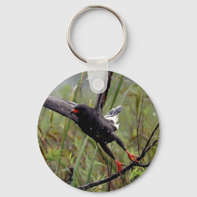 Porte-clés Everglades Snail Kite #1 porte - clé (Recto)