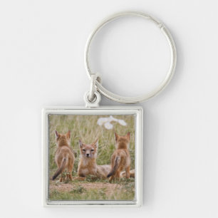 Porte-clés Femelle du renard véloce (Vulpes velox) jeune à