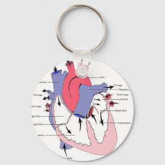 Porte-clés Figure 2. Fonction cardiaque normale.jpg