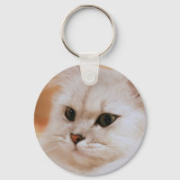 Freddie ~ Chinchilla Persians