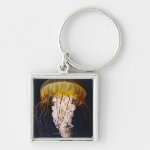 Porte-clés Fuscescens de Chrysaora, ortie Pacifique de mer
