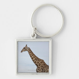 Porte-clés Girafe (camelopardalis de Giraffa), Chobe P