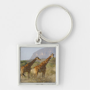 Porte-clés Girafe somalienne, girafe réticulée, Giraffa