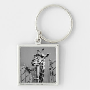Porte-clés Giraffe derrière la clôture Photographie noir et b