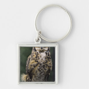 Porte-clés Grand-duc d'Amérique (Bubo virginianus), corps ent