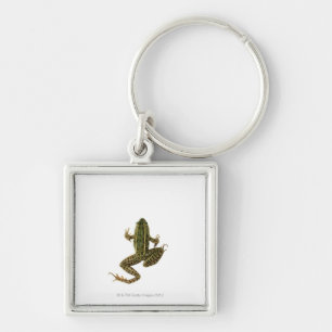 Porte-clés Grenouille 2