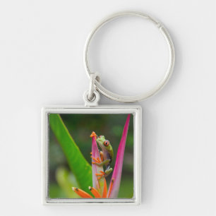 Porte-clés Grenouille aux yeux rouges, Costa Rica