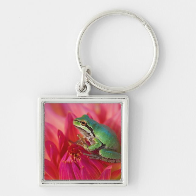 Porte-clés Grenouille des arbres du Pacifique sur les fleurs  (Devant)