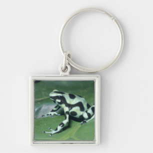 Porte-clés Grenouille flèche empoisonnée, (Dendrobates auratu