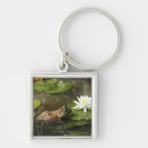 Porte-clés Grenouille mugissante dans l'étang de lis