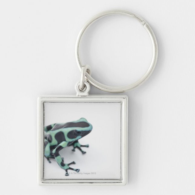 Porte-clés grenouille noire et verte de dard de poison (Devant)