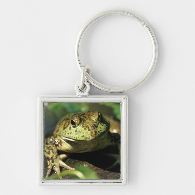 Porte-clés Grenouille taureau. (Devant)