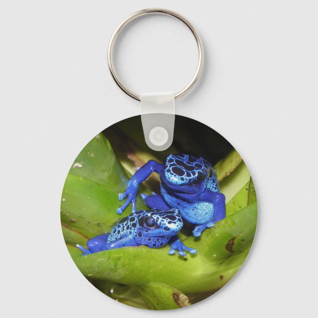 Porte-clés Grenouilles Bleues À Poison Dans La Feuille 1 (Recto)