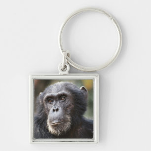 Porte-clés Gros plan sur un chimpanzé mâle