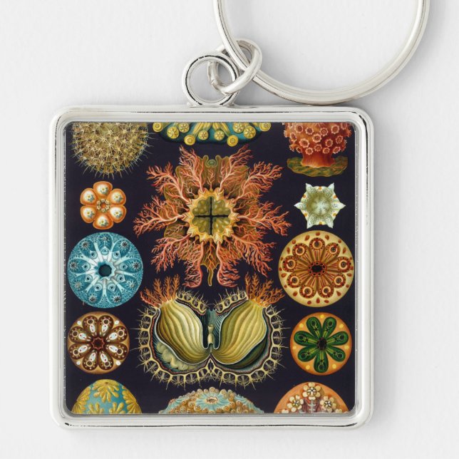 Porte-clés Haeckel (Devant)