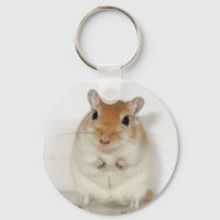 Herman le Porte - clé Gerbil