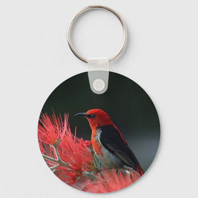 Porte-clés Honneur de Scarlet Oiseau exotique (Recto)