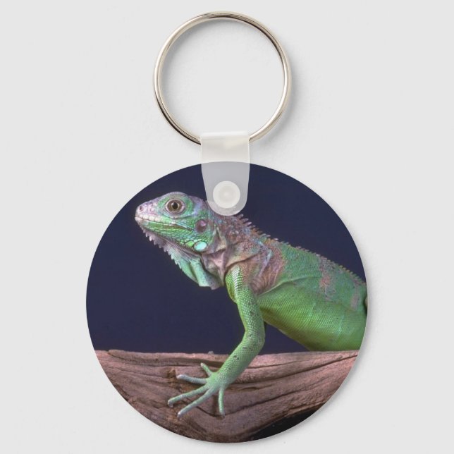 Porte-clés iguane vert (Recto)