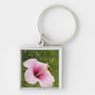 Porte-clés Îles Cook, Atiu. Fleur d'Hibiscus.