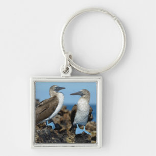 Porte-clés Îles Galapagos, île Isabela