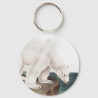 Illustration de l'Ours polaire (Ursus maritimus)
