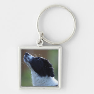 Porte-clés jeune chiot border collie