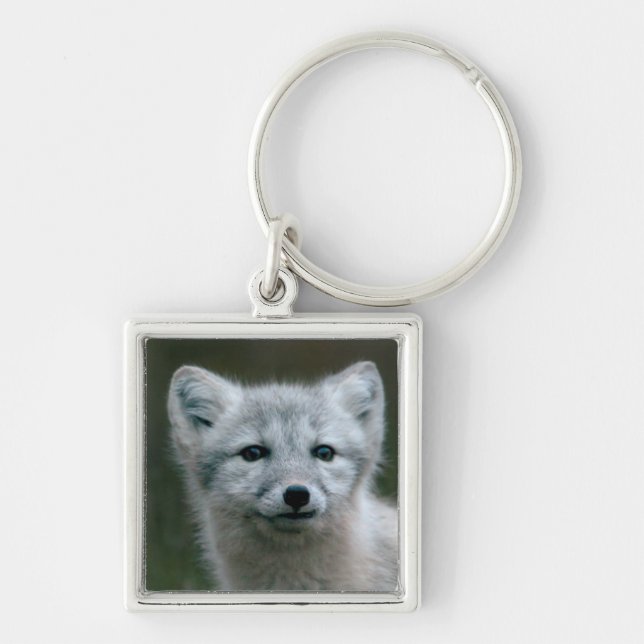Porte-clés Kit de Fox arctique des images | de Getty (Devant)