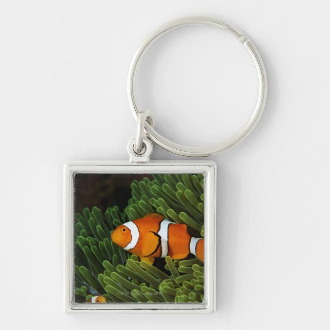 Porte-clés La Papouasie-Nouvelle-Guinée, anemonefish faux de (Devant)