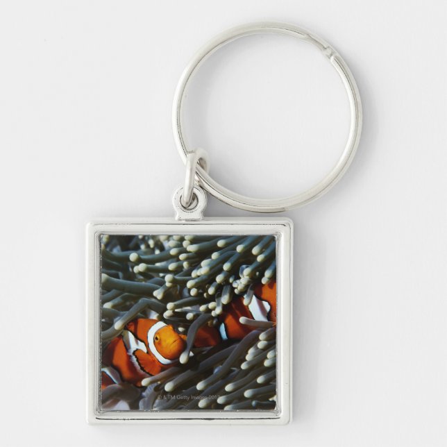 Porte-clés La Papouasie-Nouvelle-Guinée, deux anemonefish (Devant)