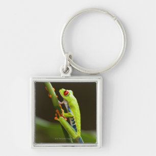 Porte-clés Le Costa Rica, Monteverde, grenouille d'arbre aux