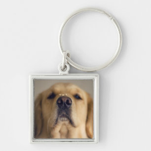 Porte-clés Le Retriever balancer le nez
