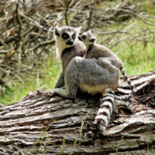 PORTE-CLÉS LEMUR À BORD