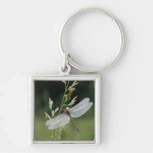 Porte-clés Libellule Darner couverte de rosée