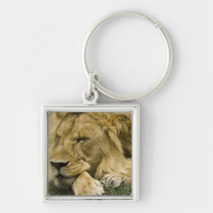 Porte-clés Lion d'Afrique, Panthera leo, couché endormi
