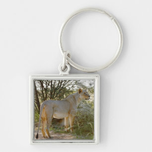 Porte-clés lion de lionne, Panthera Lion, Kgalagadi