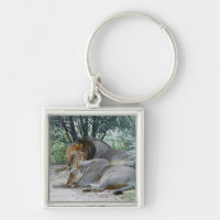 lion de sommeil et lionne masculins, Panthera